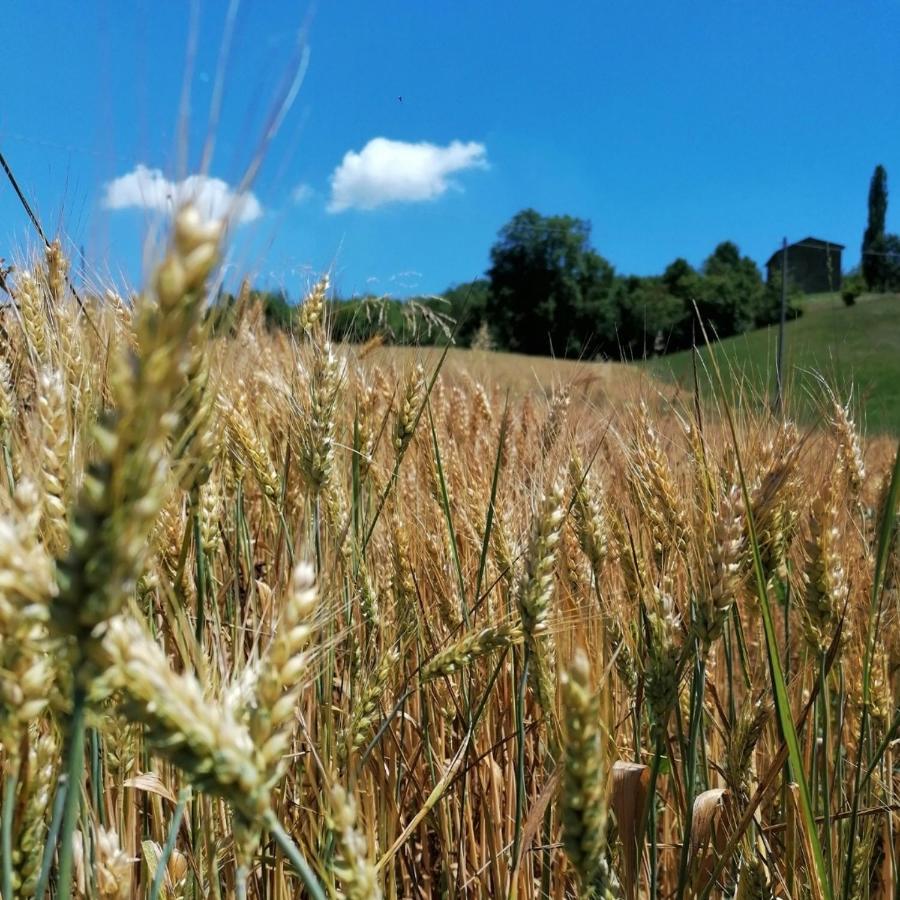 Az. Agr. Agriturismo Nonna Nella Villa Guiglia Kültér fotó